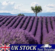 French lavender seeds for sale  Shipping to Ireland