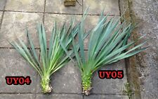 Yucca recurvifolia yukka for sale  BARNSLEY