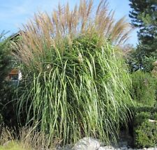 Giant elephant grass for sale  GLOUCESTER