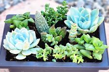 Live succulents arrangement for sale  Buckeye