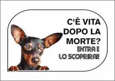 adozione pinscher usato  Acate