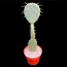 Opuntia robusta cacti for sale  LEIGH