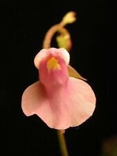 Utricularia calycifida fleur d'occasion  Expédié en France