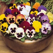 Pansy matrix mixed for sale  DUDLEY