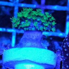 Bright green polyp for sale  UK