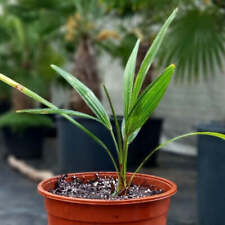Trachycarpus fortunei total for sale  Shipping to Ireland