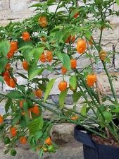 Habanero orange plug for sale  EASTLEIGH