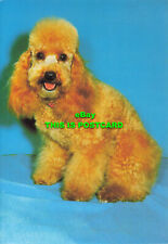 L196439 apricot poodle. for sale  MAIDSTONE