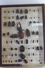 Entomologie collection insecte d'occasion  Cosne-Cours-sur-Loire