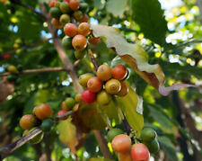 Coffea Arabica 'Himalaya' Arabica Coffee 3 fresh seeds  na sprzedaż  PL