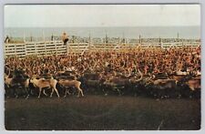 Annual roundup reindeer for sale  Saint Louis