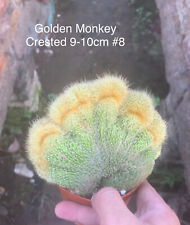 Cactus golden monkey for sale  Ireland