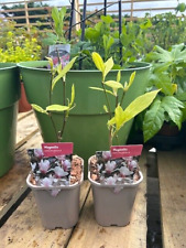 Magnolia soulangeana pink for sale  HARLOW