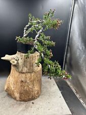 Ceanothus bonsai tree for sale  BROUGH