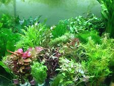 Aquariumpflanzen wasserpflanze gebraucht kaufen  Oberottmarshausen