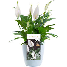Thank peace lily for sale  UK