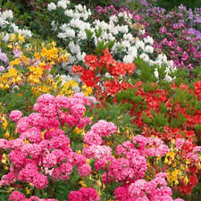 Mixed rhododendrons bushy for sale  UK