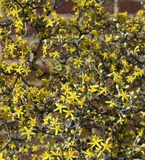 Exotic corokia cotoneaster for sale  COLCHESTER