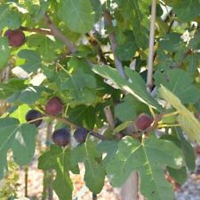 Fig tree live for sale  Danielson