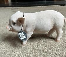 micro piglets for sale  NOTTINGHAM
