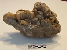 Große ammonitenstufe dactylio gebraucht kaufen  Seevetal