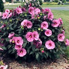 Pink swamp mallow for sale  Lincolnton