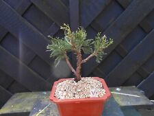 Bonsai juniper years for sale  CANNOCK