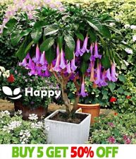 Angel trumpets purple for sale  Shipping to Ireland