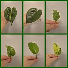 Pothos philodendron bundle for sale  LONDON