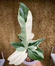 Philodendron Golden Dragon Variegated - Aroid Variegated - Plant Gift for sale  Shipping to South Africa