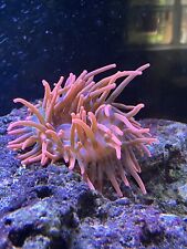 Rose bubble tip for sale  Tallahassee