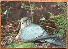 Merlin british birds for sale  HUDDERSFIELD
