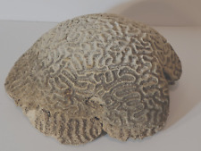 Brain coral large for sale  Tucson