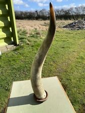 Bull cow horn for sale  GRIMSBY