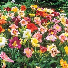Daylilies mixed plants for sale  Lebanon
