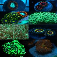 Beginner mixed coral for sale  Delray Beach