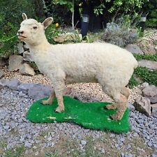 Taxidermy, adult sheep. full body mount, whole adult sheep, used for sale  Shipping to South Africa