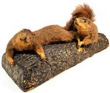 Vintage pair squirrels for sale  Saint Petersburg