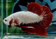 Hmpk male betta for sale  BICESTER