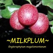 ~Transvaal MilkPlum Tree~ Englerophytum magalismontanum Live Africa Sapote Plant for sale  Shipping to South Africa