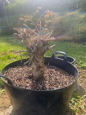 Large yamadori oak for sale  HATFIELD