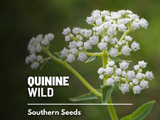 Quinine wild american for sale  Frisco