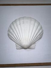 Scallop shells for sale  TROWBRIDGE
