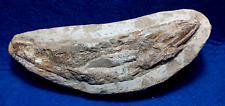 Pesce fossile nodulo usato  Napoli
