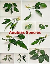 Anubias live aquarium for sale  PLYMOUTH