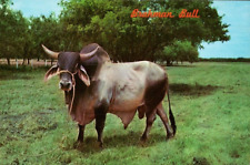 Brahman bull cattle for sale  Miami Beach