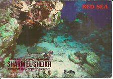 Red sea sharm usato  Sannazzaro De Burgondi