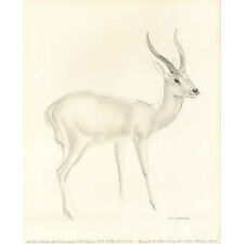 Leechwee antelope r for sale  LONDON