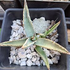 Agave neomexicana bare for sale  Midland