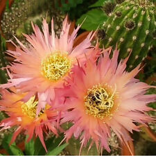 Cactus plants echinopsis for sale  Shipping to Ireland